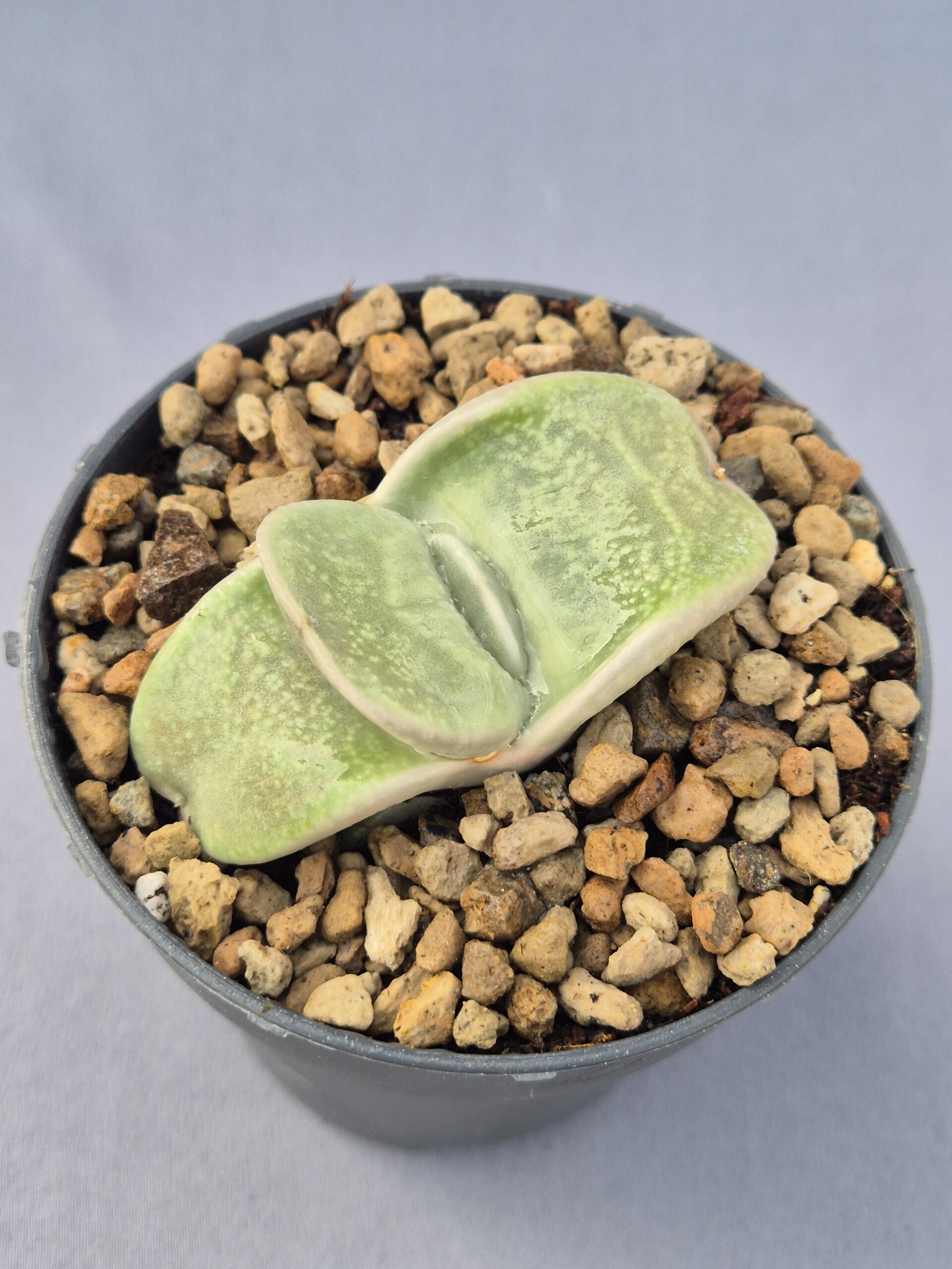 20250219_132828 Gasteria híbrida 002 - Imagen 1