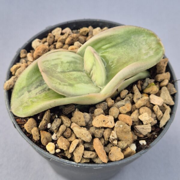 Gasteria híbrida 003
