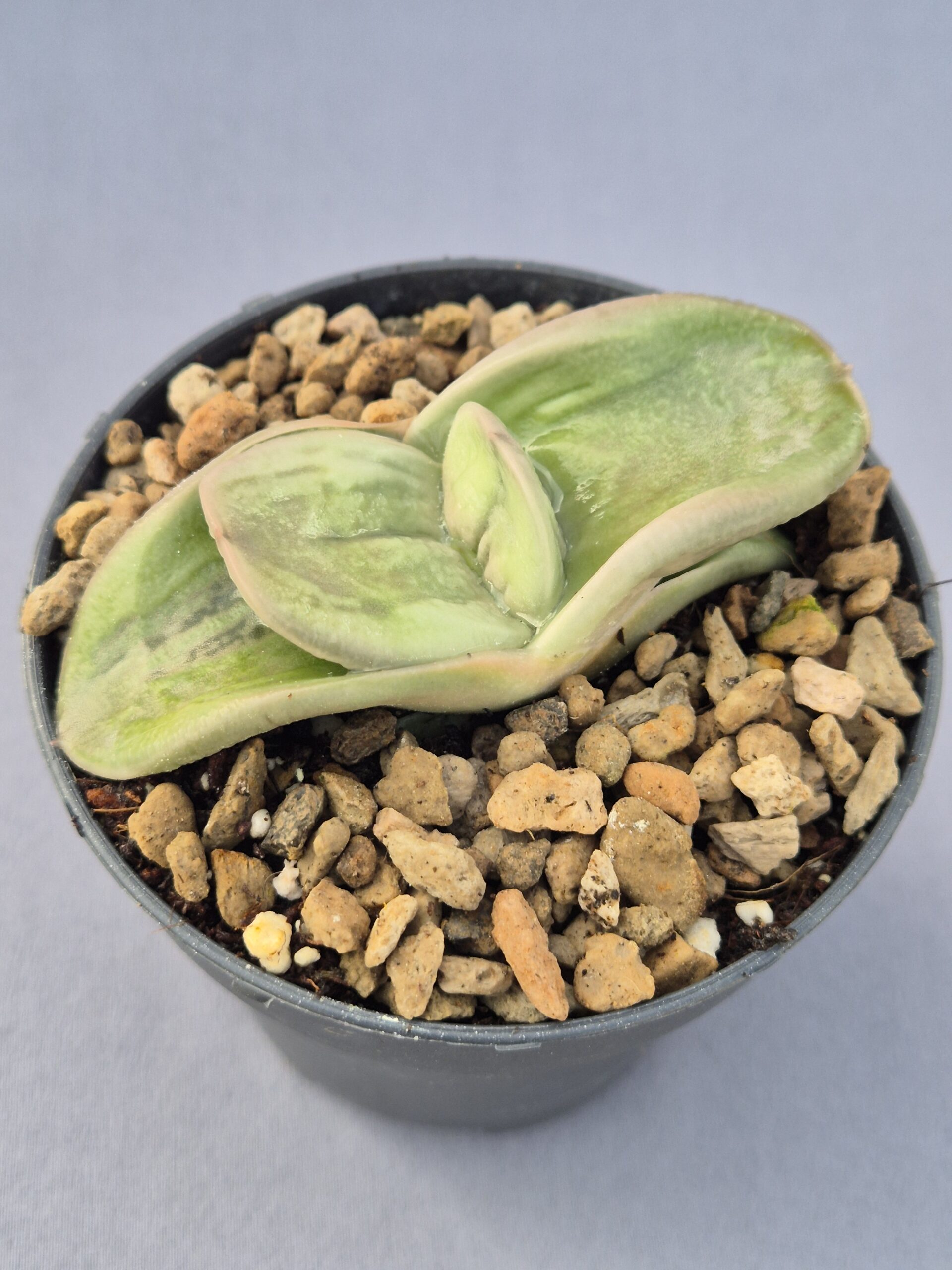 20250219_132954 Gasteria híbrida 003 - Imagen 1