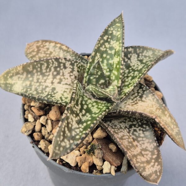 Gasteria híbrida 004