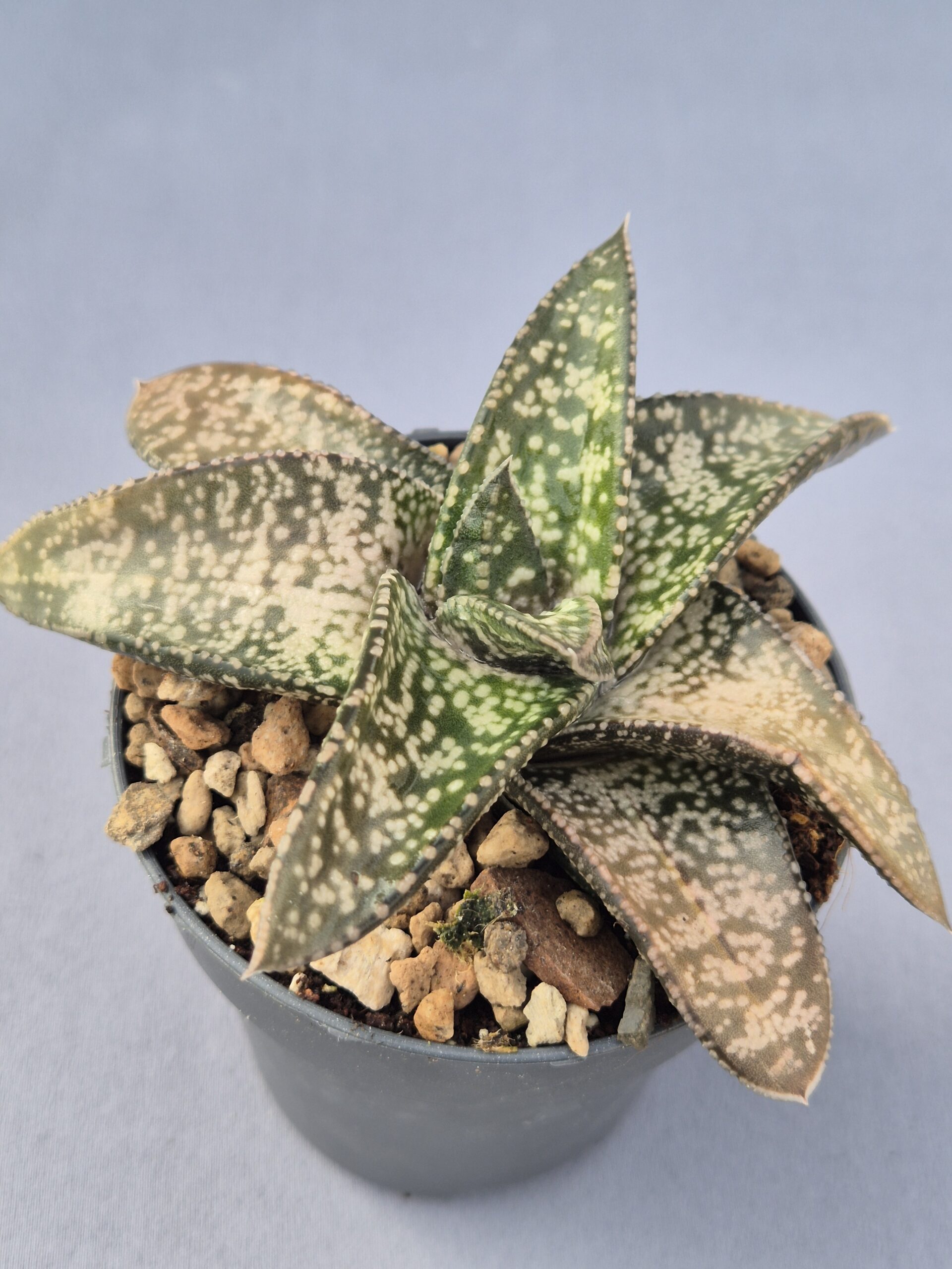 20250219_133124 Gasteria híbrida 004 - Imagen 1