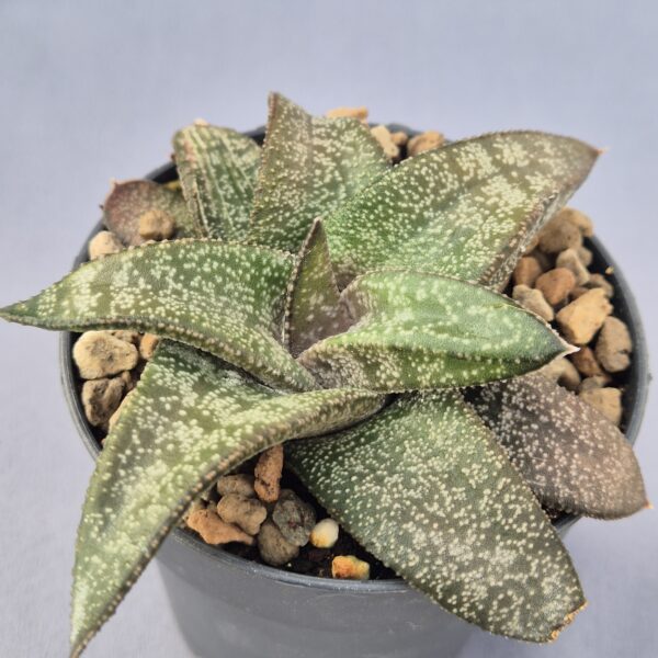 Gasteria híbrida 005