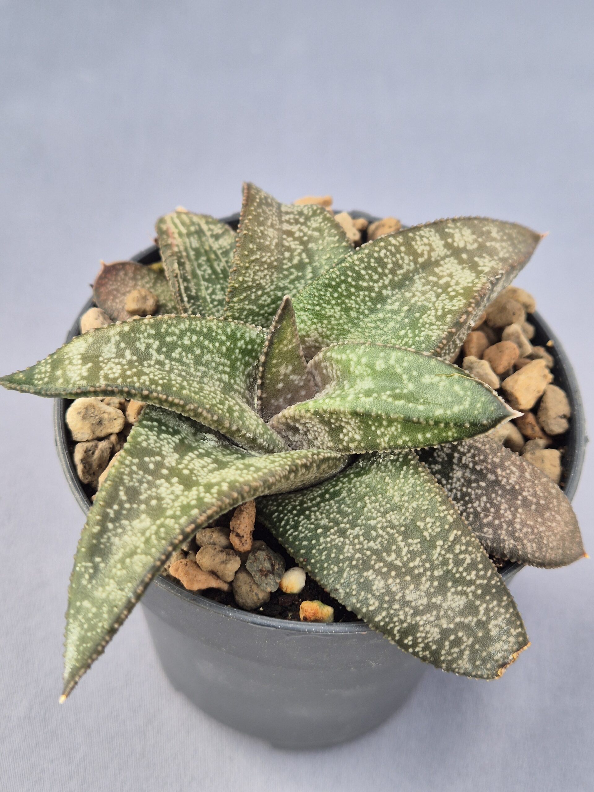 20250219_133308 Gasteria híbrida 005 - Imagen 1