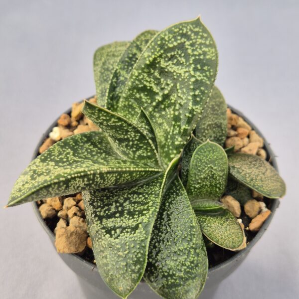 Gasteria híbrida 006