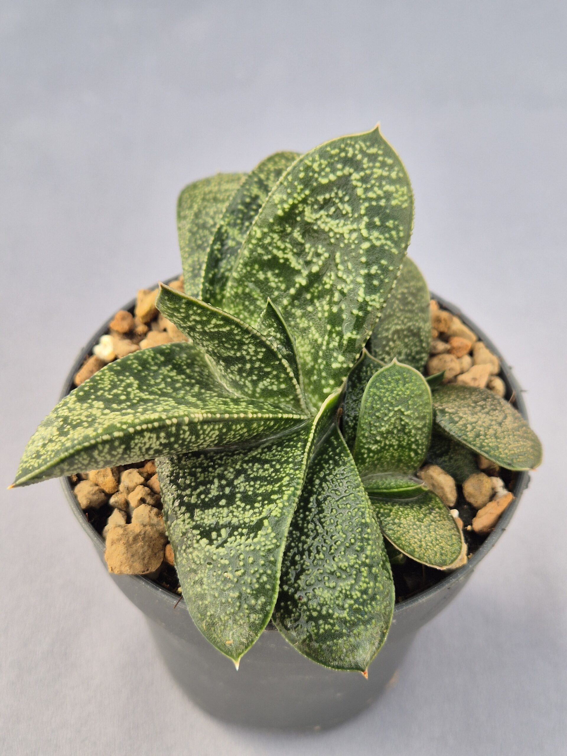 20250219_133411 Gasteria híbrida 006 - Imagen 1