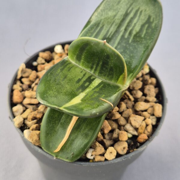 Gasteria híbrida 007