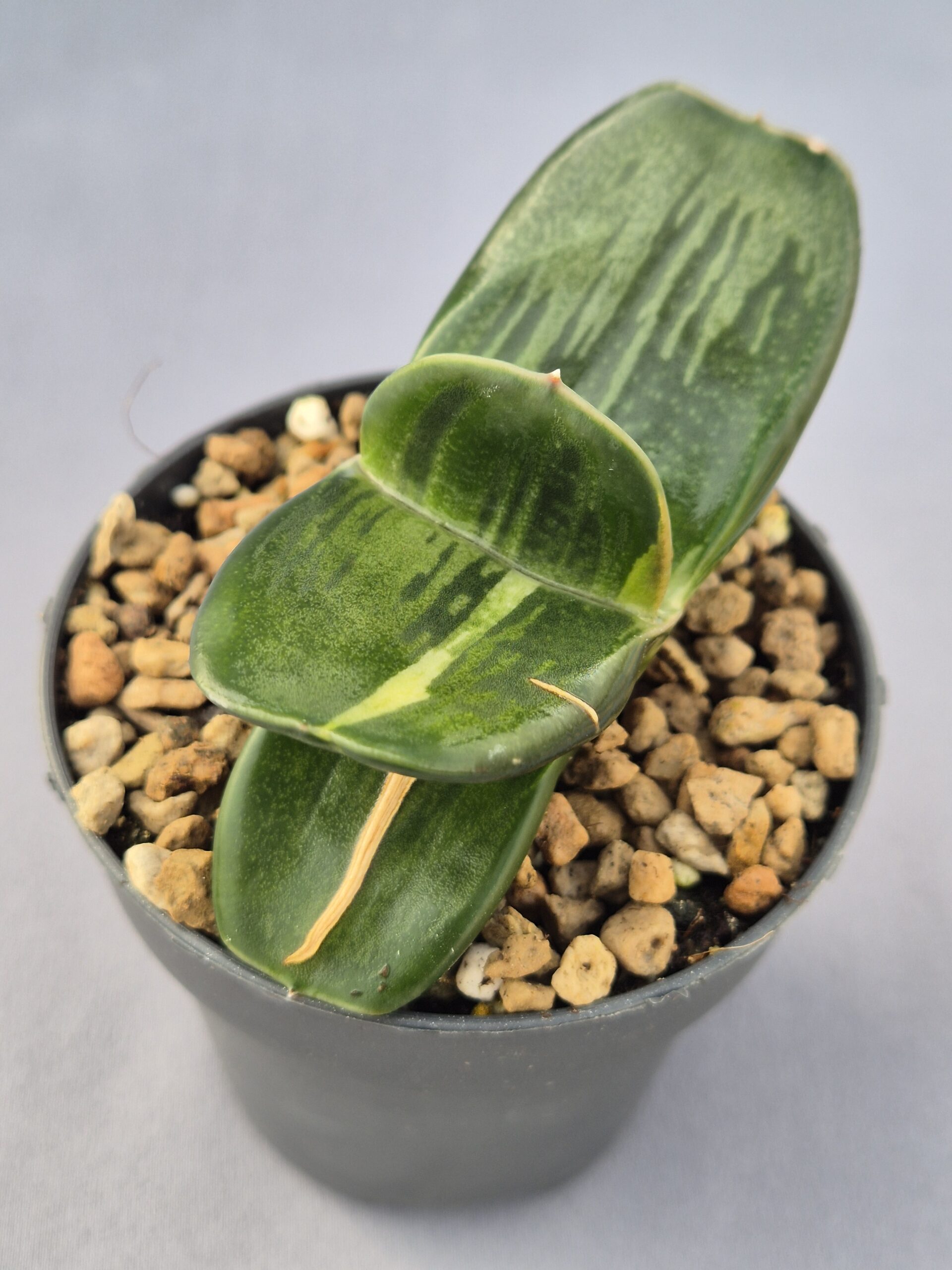 20250219_133442 Gasteria híbrida 007 - Imagen 1