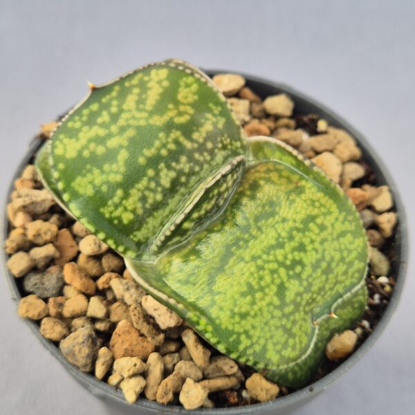 Gasteria híbrida 008