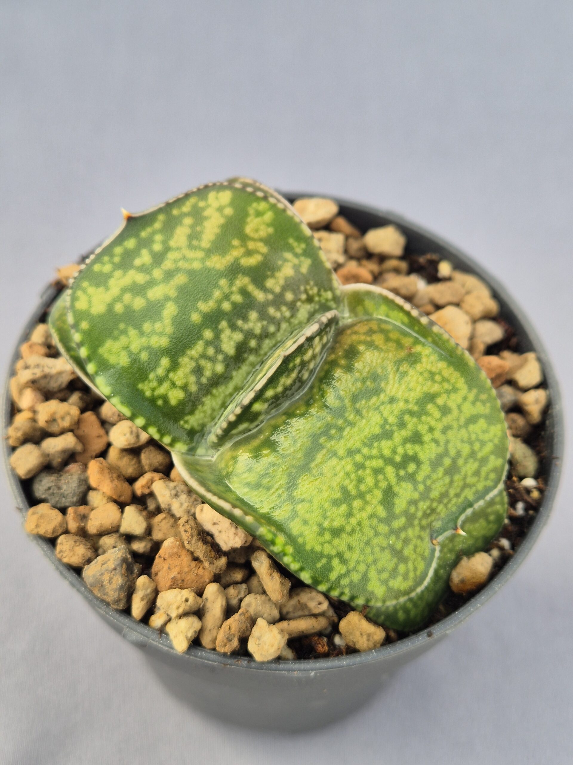 20250219_133636 Gasteria híbrida 008 - Imagen 1