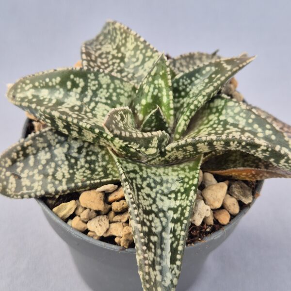 Gasteria híbrida 009