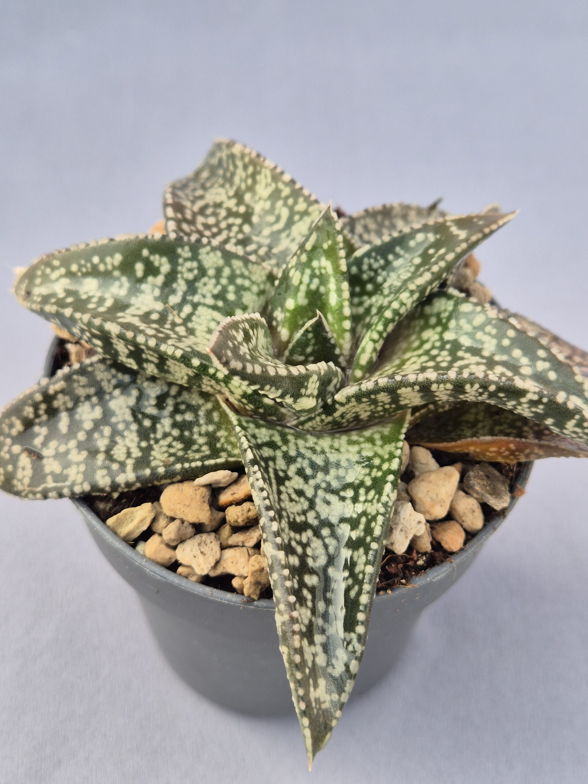 20250219_133828 Gasteria híbrida 009 - Imagen 1