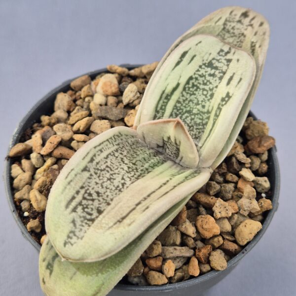 Gasteria híbrida 010