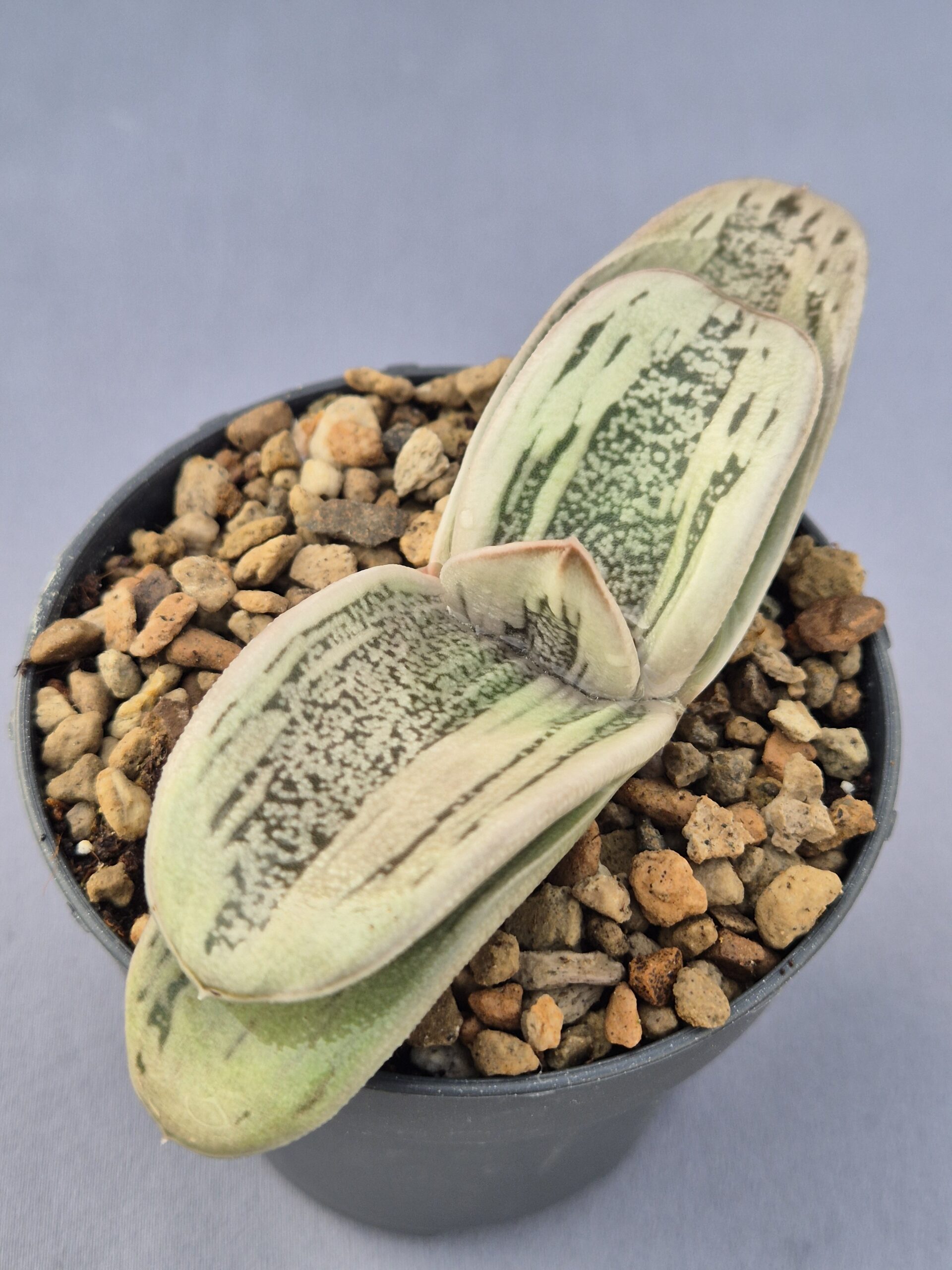 20250219_134023 Gasteria híbrida 010 - Imagen 1