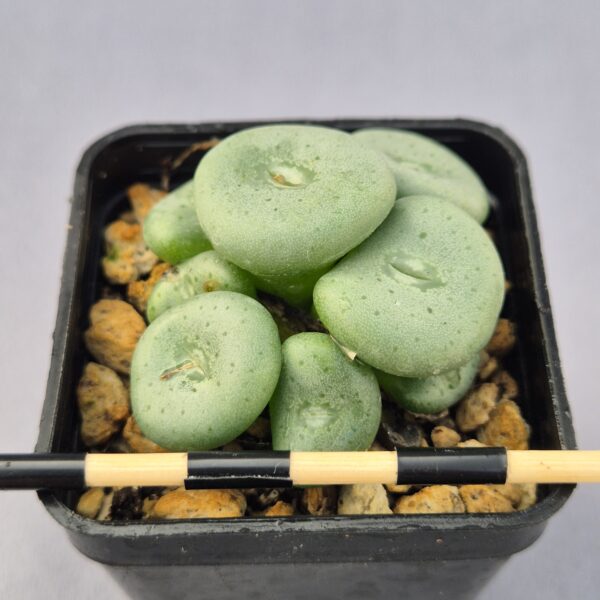 Conophytum Jucundum ssp.Fragile Middlemostii ex. RR 596 001