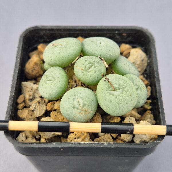 Conophytum Jucundum ssp.Fragile Middlemostii ex. RR 596 002
