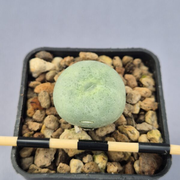 Conophytum Flavum Ornatum SB1117