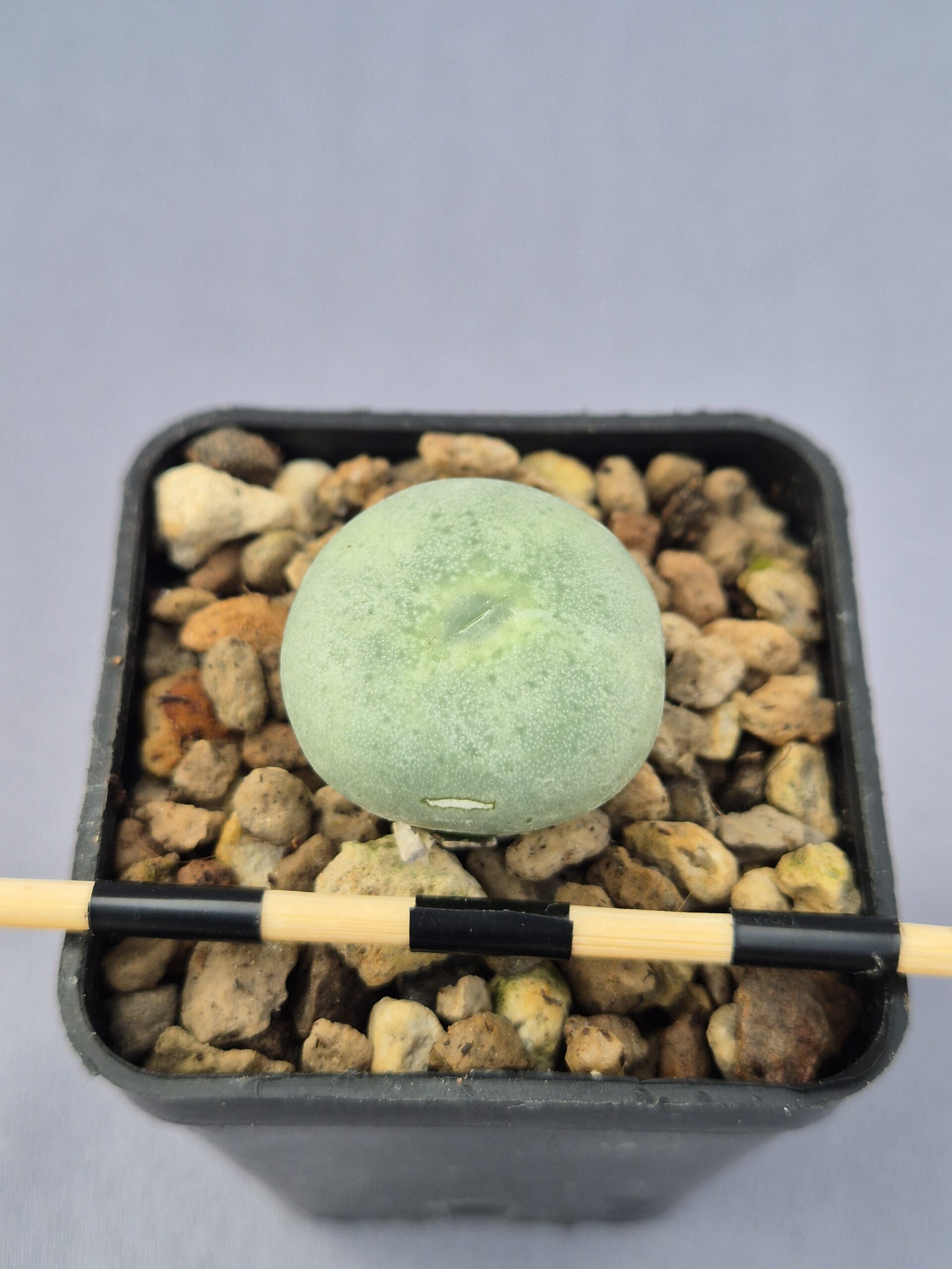 20250219_135245 Conophytum Flavum Ornatum SB1117 - Imagen 1