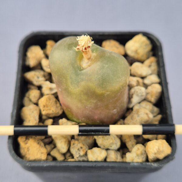 Conophytum Maughanii