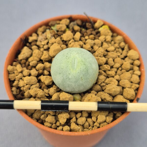 Conophytum Calculus