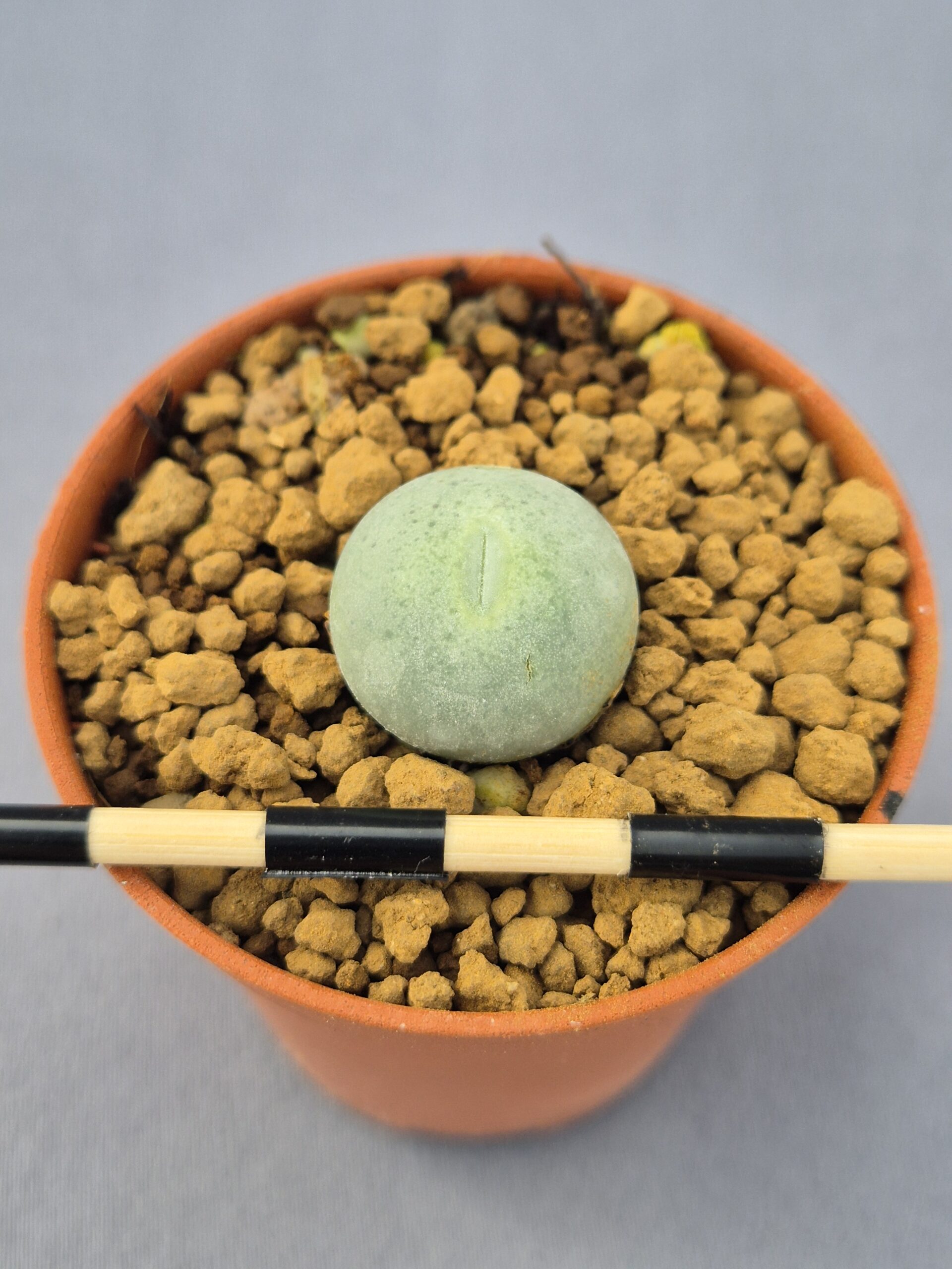 20250219_135654 Conophytum Calculus - Imagen 1