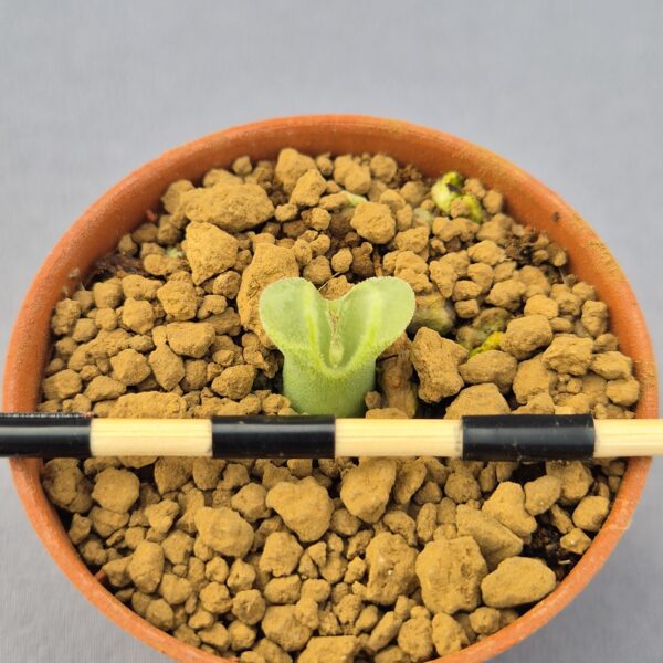 Conophytum Devium Stiriiferum Friedrichiae SH437