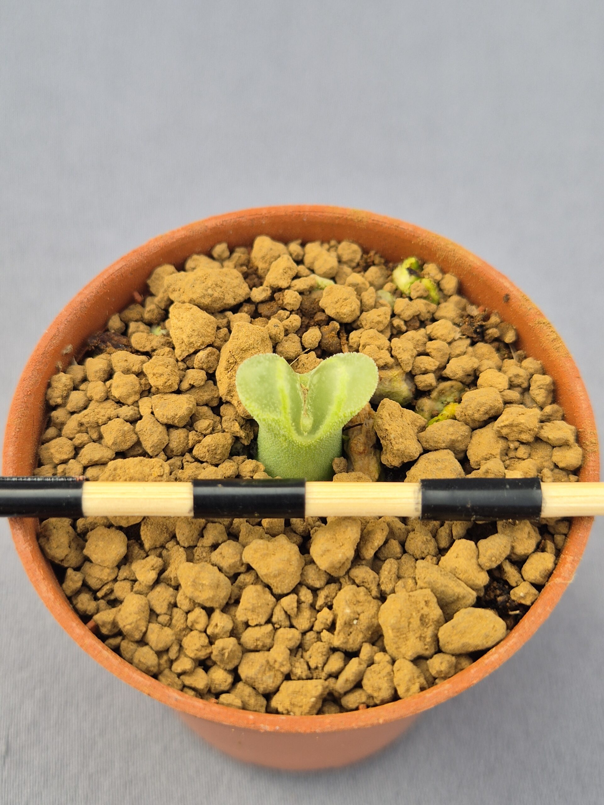 20250219_135930 Conophytum Devium Stiriiferum Friedrichiae SH437 - Imagen 1