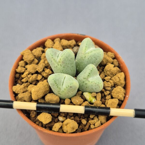 Conophytum Blamdum ARM514