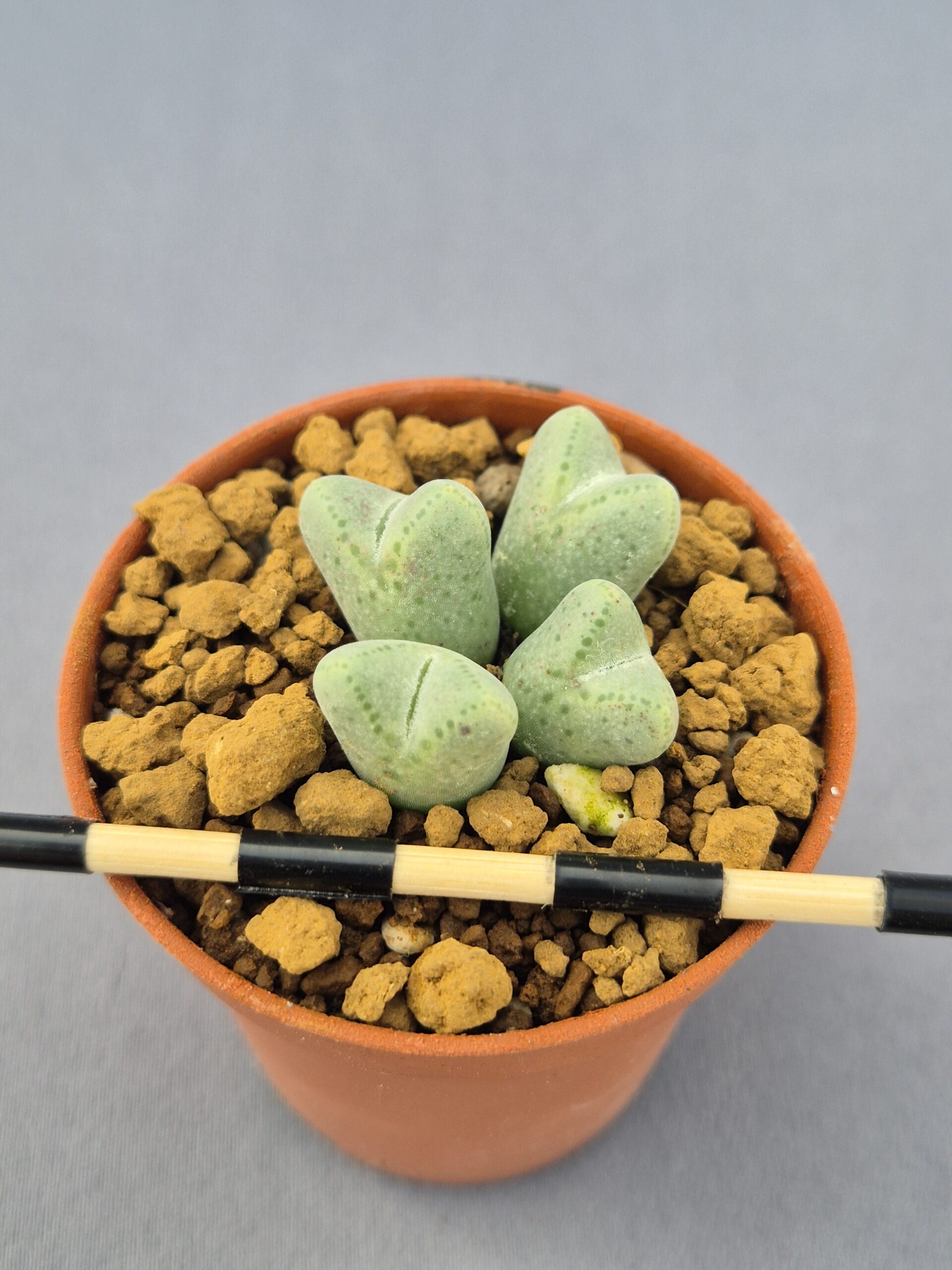 20250219_140230 Conophytum Blamdum ARM514 - Imagen 1