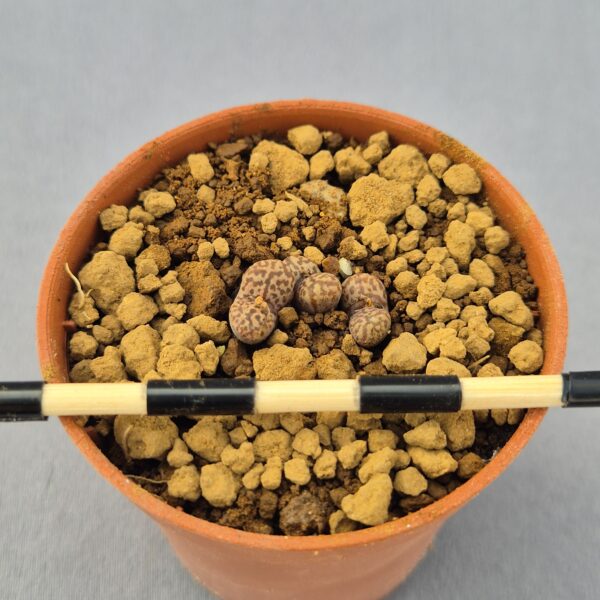 144421 Pellucidum v Neohallii SB1187