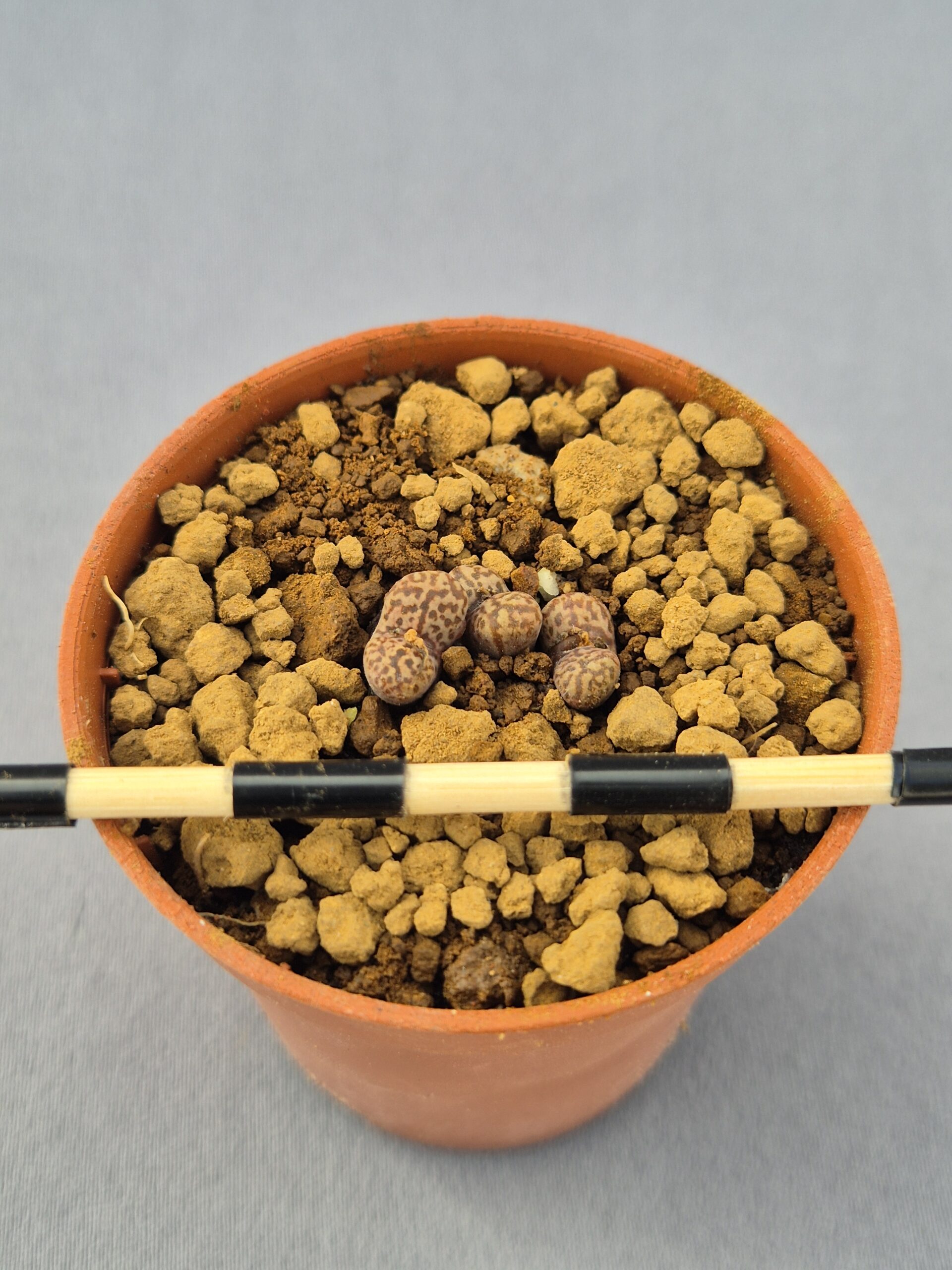 20250219_140334 144421 Pellucidum v Neohallii SB1187 - Imagen 1