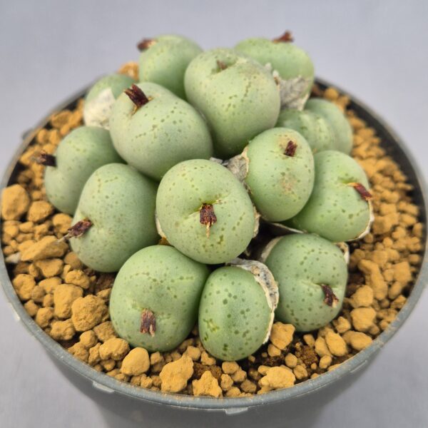 Conophytum híbrido 001