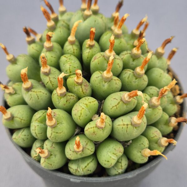 Conophytum híbrido 002