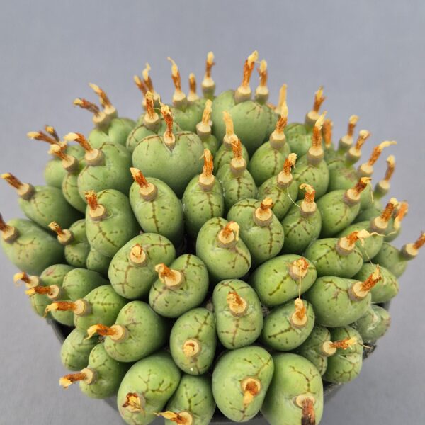 Conophytum híbrido 003
