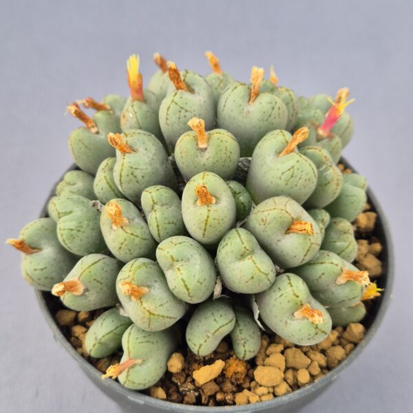 Conophytum híbrido 004