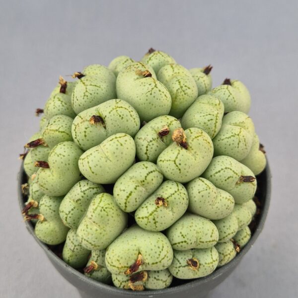 Conophytum híbrido 005