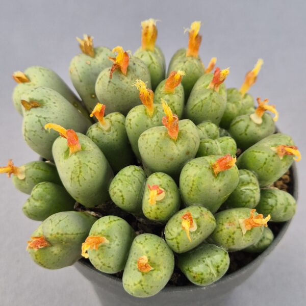 Conophytum híbrido 006