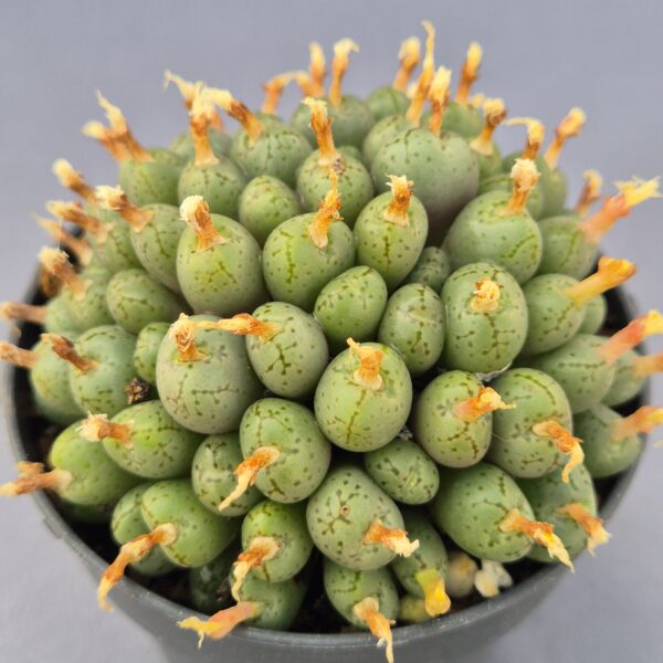 Conophytum híbrido 007