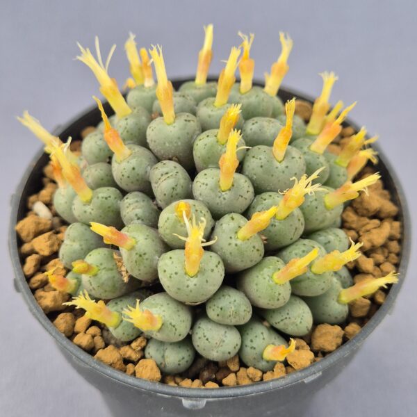 Conophytum híbrido 008