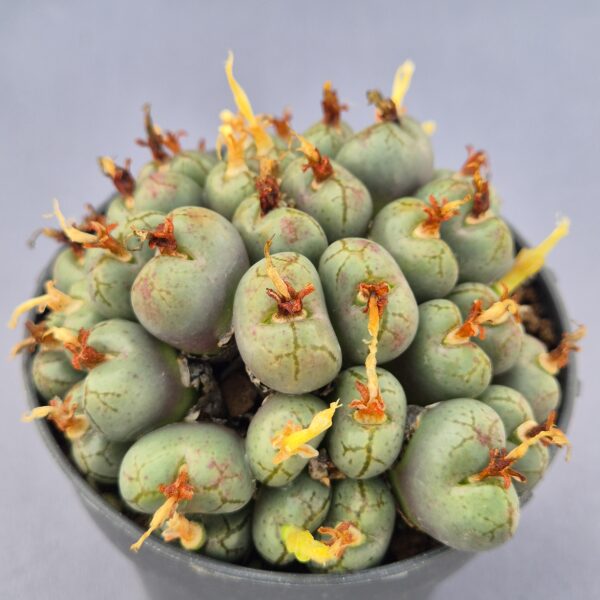 Conophytum híbrido 009