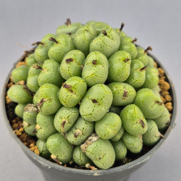 Conophytum híbrido 010
