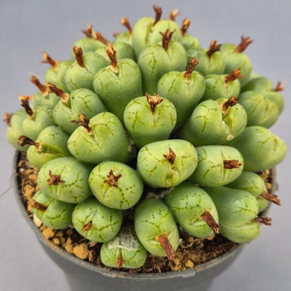 Conophytum híbrido 012