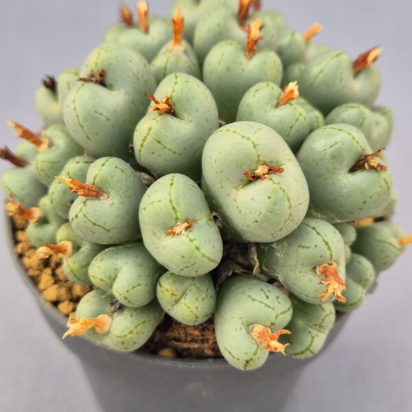 Conophytum híbrido 013