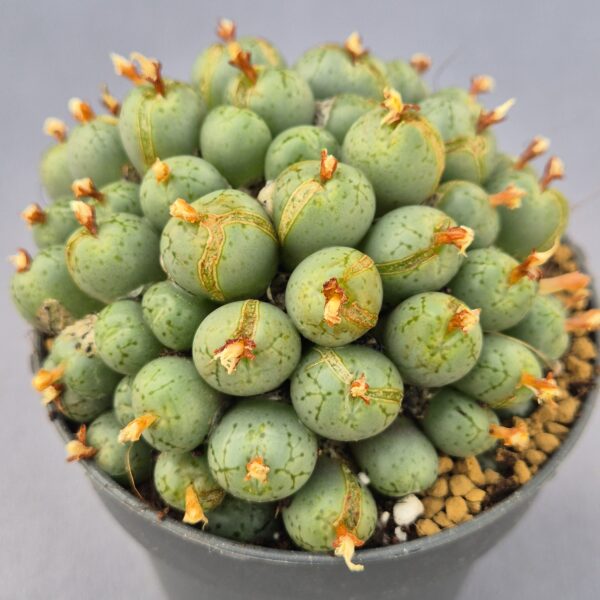 Conophytum híbrido 014