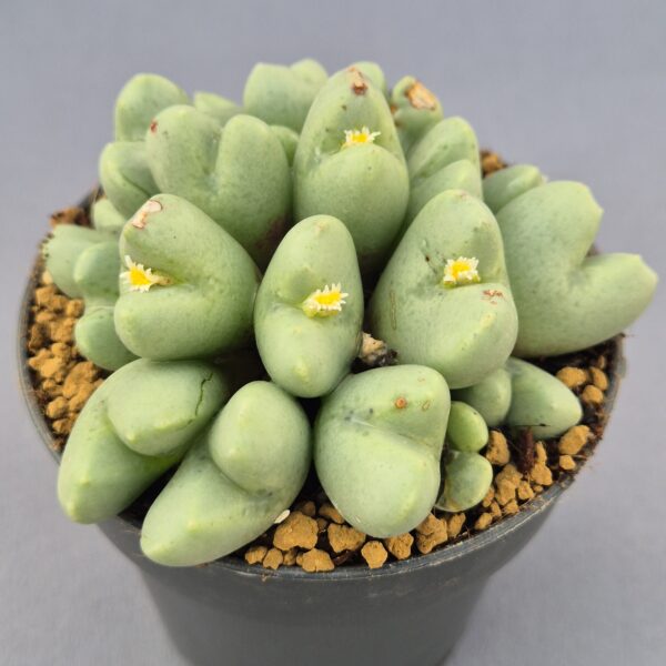 Conophytum híbrido 016