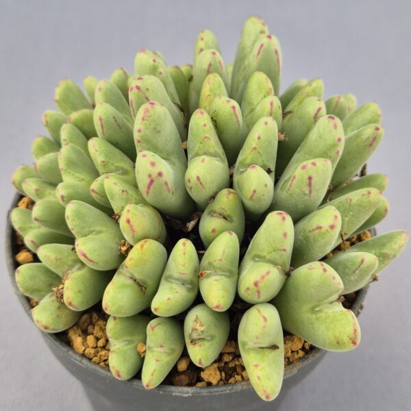 Conophytum híbrido 017