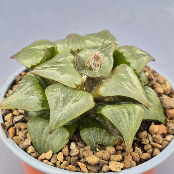 Haworthia Híbrida 001