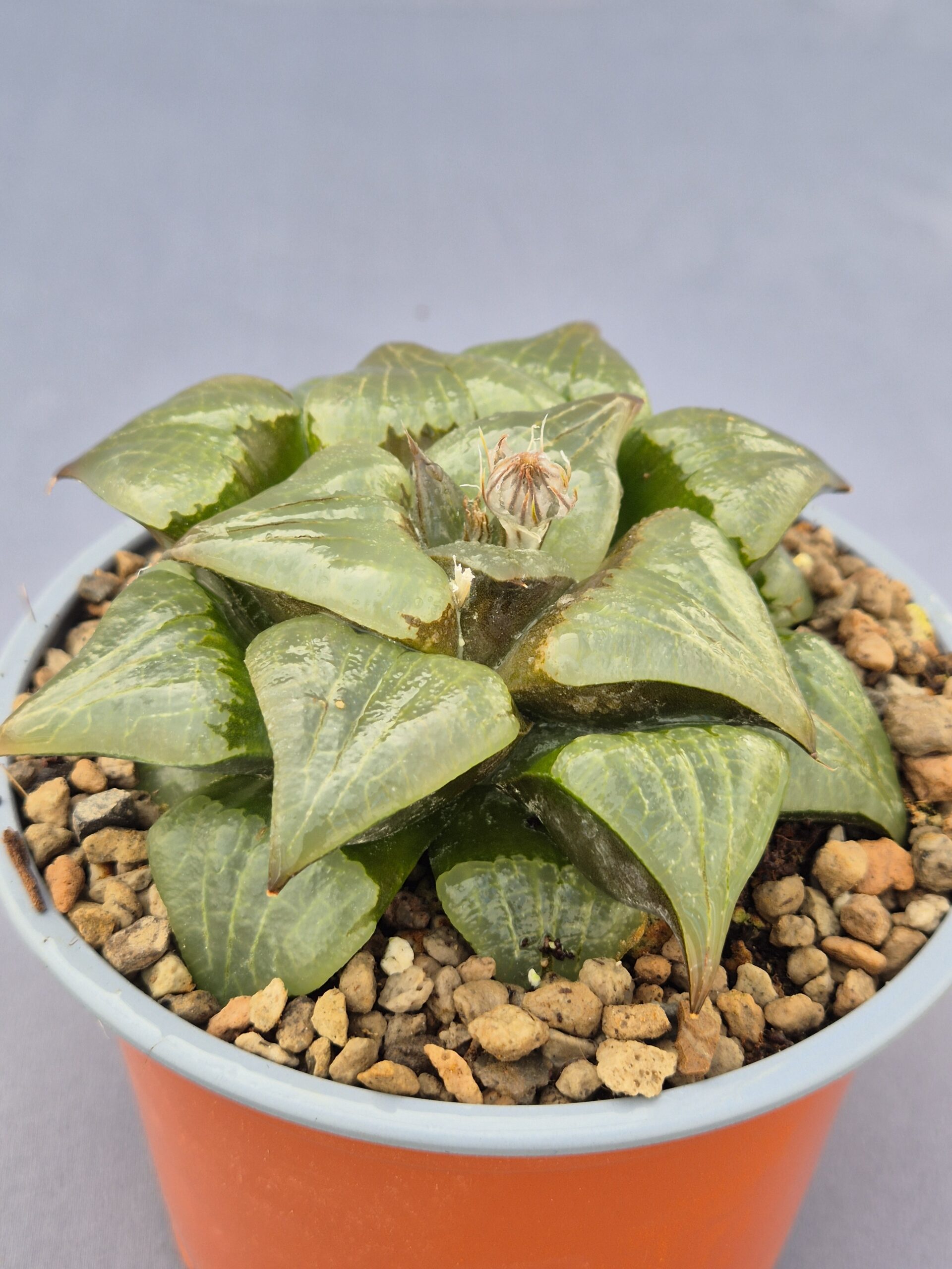 20250219_144223 Haworthia Híbrida 001 - Imagen 1
