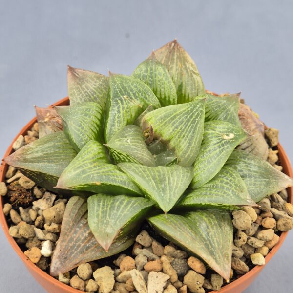 Haworthia Híbrida 002