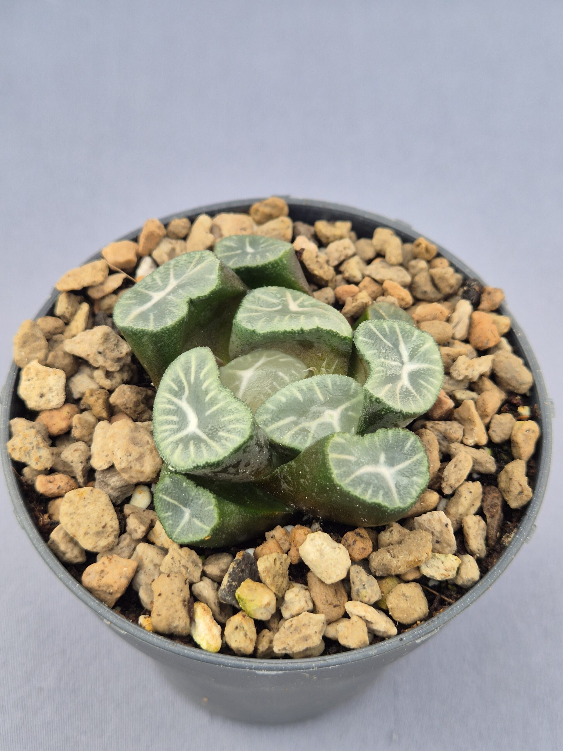 20250219_144631 Haworthia Maughanii - Imagen 1