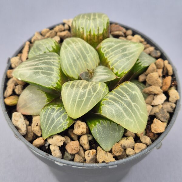 Haworthia Bayeri x Ahoukyuu
